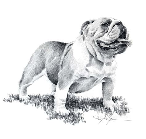 BULLDOG Pencil Drawing Art Print by Artist DJ Rogers - Etsy