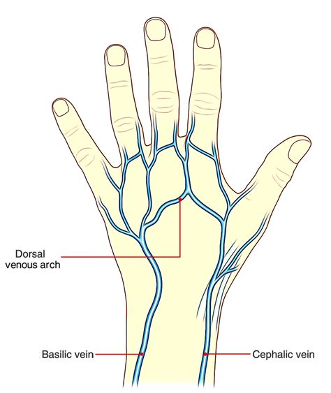 Dorsal Venous Arch (Hand & Foot) – Earth's Lab