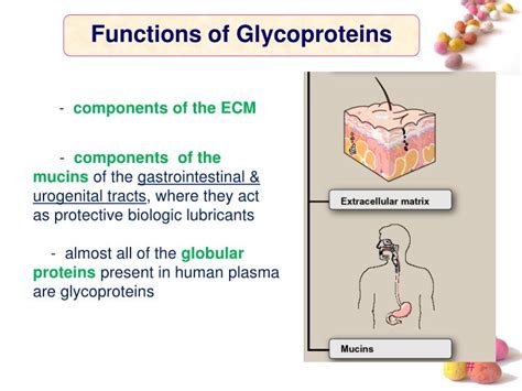 PPT - GLYCOPROTEINS PowerPoint Presentation - ID:4155658