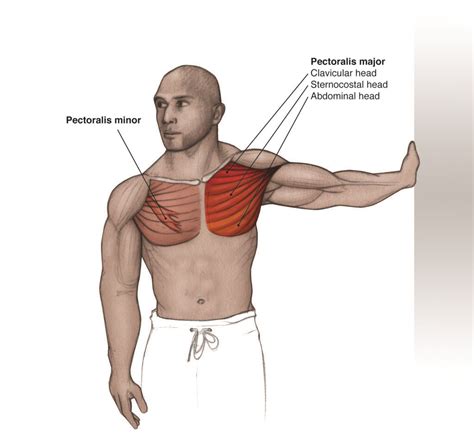 Pectoralis Minor | Physical therapy student, Stretching exercises, Exercise