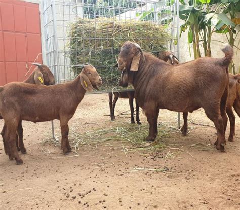 KALAHARI RED GOATS FOR SALE1 - Dairy Livestock Farming