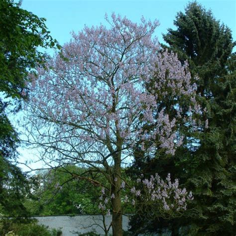 PAULOWNIA TREE Paulownia Catalpifolia - 100 SEEDS