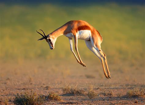 Springbok: The National Animal of South Africa