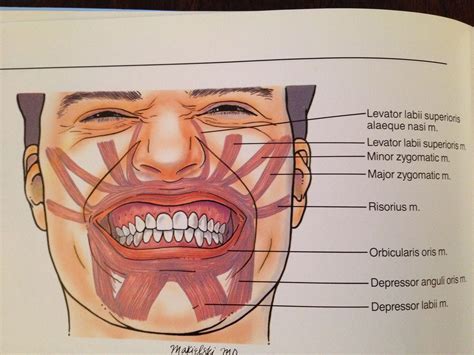 Pin by Mabrie Facial Institute on Facial Anatomy | Facial anatomy ...