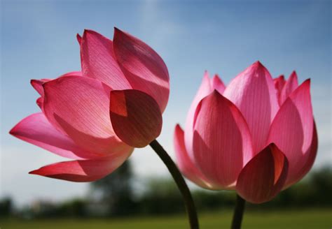 lotus flower images hd wallpaper download - Is Going Crazy Weblogs ...