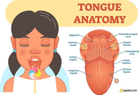 Tongue Anatomy | Bumps on tongue, Medical videos, Medical facts