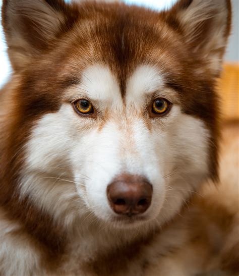 How Much Is A Brown Husky