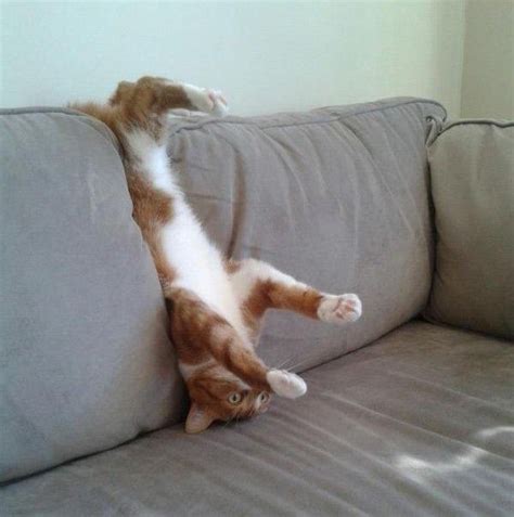 21 Cats Who Love Being Upside Down | How to cat, Crazy cats, Cute animals