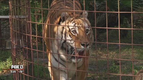 Big Cat Rescue part of largest rescue of big cats in U.S. history | FOX ...