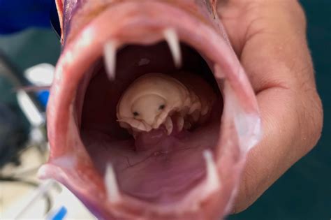 Stunned fisherman finds tongue-eating parasite ‘like a blue-eyed alien ...