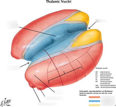 The Thalamic nuclei (WITH INTERACTIVE DIAGRAM) Diagram | Quizlet