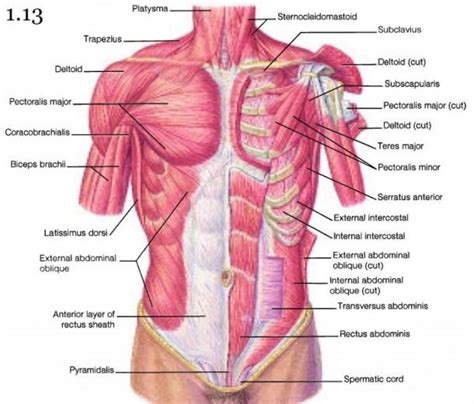 Diagram Of Chest Muscles | Shoulder anatomy, Muscle anatomy, Chest muscles