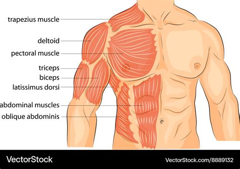 Men s body arms shoulders chest and abs Royalty Free Vector