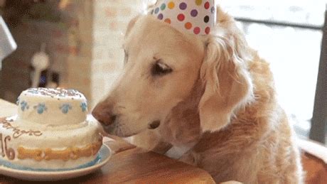 Dog Birthday GIFs - Find & Share on GIPHY