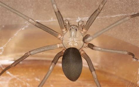 Blog How To Identify A Brown Recluse Spider In Oklahoma City Ok | The ...