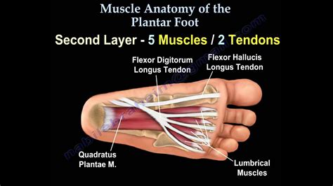 Sole Of Foot Anatomy - Anatomy Reading Source