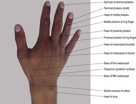 Dorsal Part Of The Hand