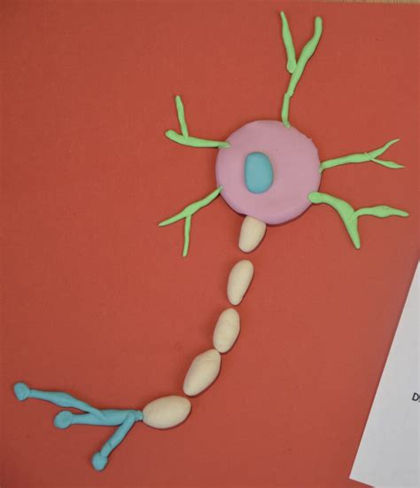 Neuron Model