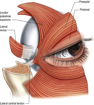 Medial Canthus Anatomy