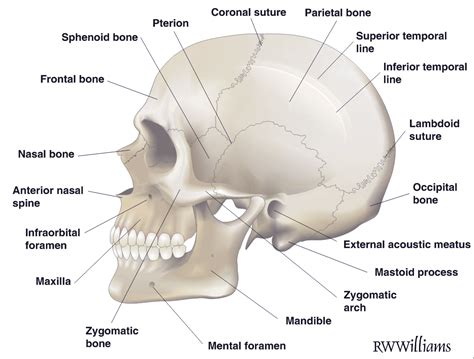 Anatomical features of the skull - R.W.Williams Medical Illustrations ...