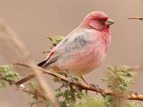 Sinai Rosefinch: An Iconic Bird Species of Wadi Rum's Desert Landscape ...