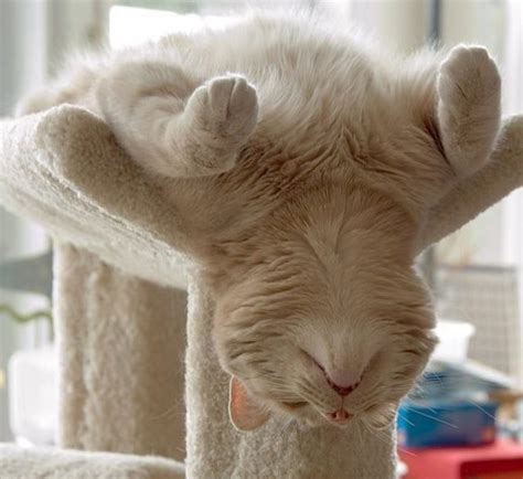 22 Funny Sleeping Cat Pictures - Design Swan