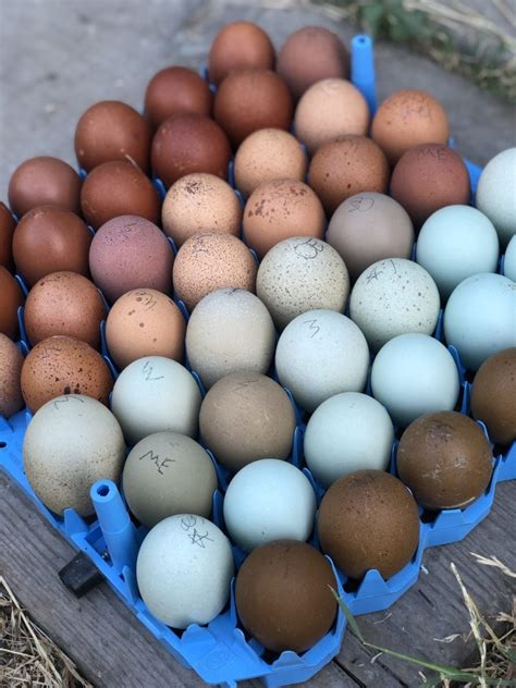 Chicken Egg Colors By Breed - Alchemist Farm