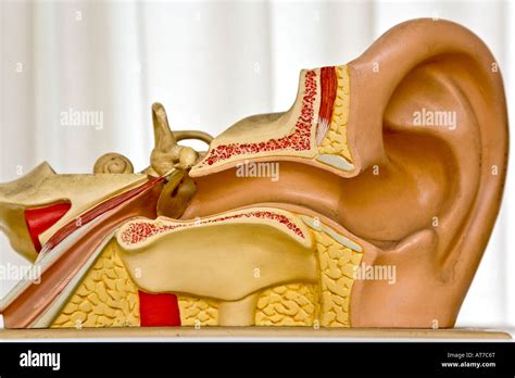 Stirrup bone hi-res stock photography and images - Alamy