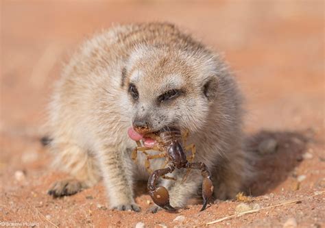 Meerkats Eating Scorpions