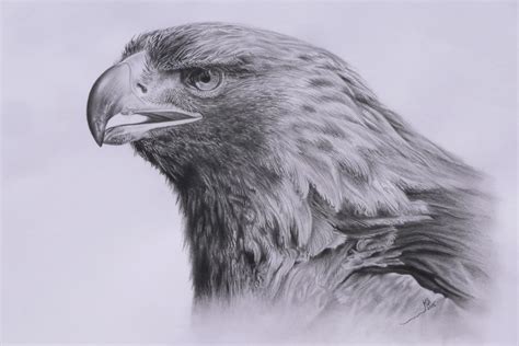 ÁGUILA Dibujo por Kile Zabala | Artmajeur