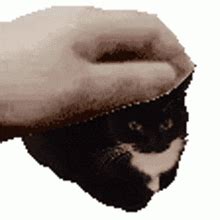 Maxwell Maxwellthecat Sticker - Maxwell Maxwellthecat Maxwell Cat - GIF ...