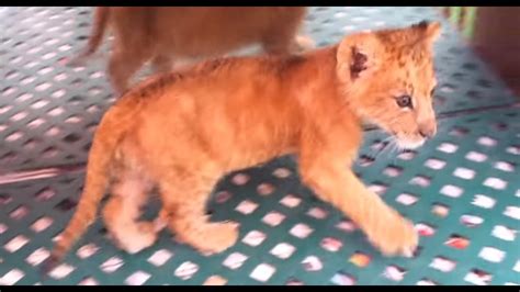 Lion Cub Roaring - YouTube