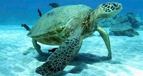 Maui Snorkeling | Photos & Local Tips for snorkeling in Maui