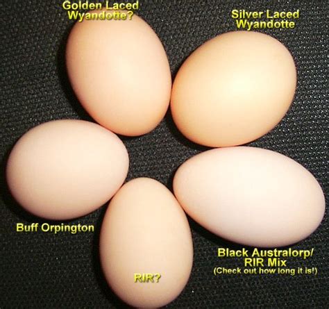 Silver Laced Wyandotte Eggs