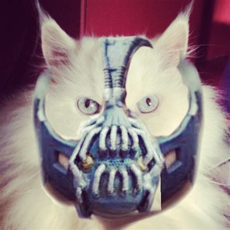 Cat in a Walter White Costume [Breaking Bad] | Cats, Walter white ...