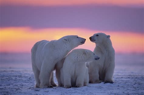 Polar Bear Family Wallpaper,HD Animals Wallpapers,4k Wallpapers,Images ...