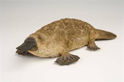 platypus | UCL Researchers in Museums