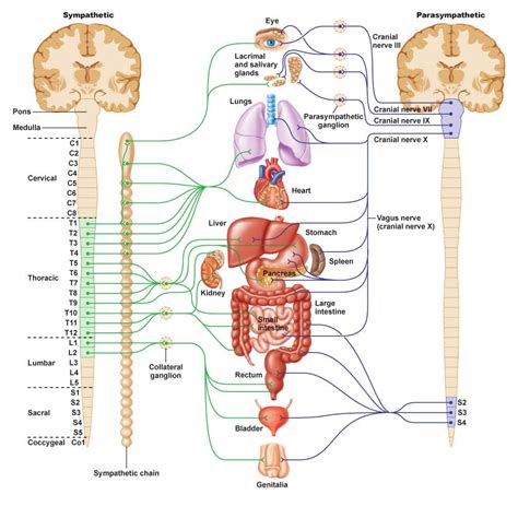 Autonomic Nervous System : Biological Science Picture Directory ...