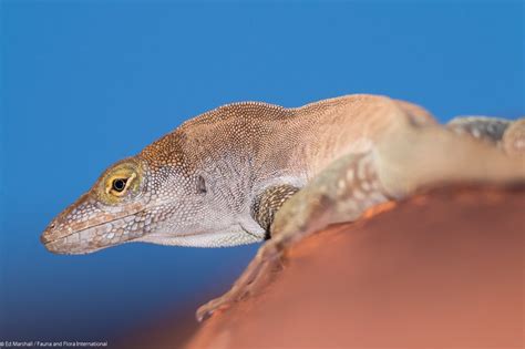 A new dawn for the wildlife of Redonda | Discover Wildlife