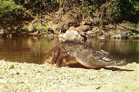 Endangered Siamese crocodile in rare sighting at Thai national park