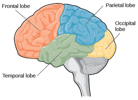 Parietal Lobe - Function, Location, Structure and Related Conditions