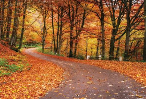 Fall Photography Backdrop Autumn Maple Forest Leaves Pumpkin - Etsy