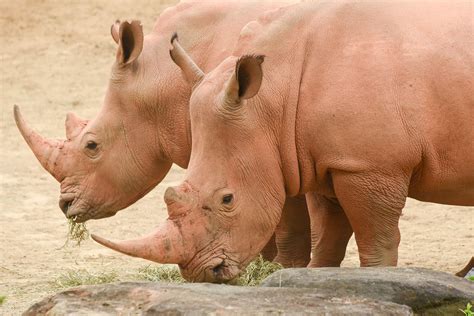 Southern White Rhinoceros | The Maryland Zoo