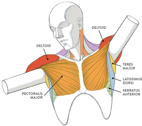 Muscles of the Neck and Torso - Classic Human Anatomy in Motion: The ...