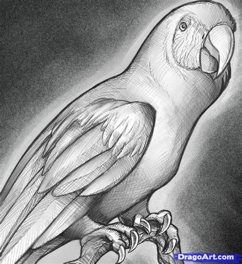 Parrot Pencil Drawing at PaintingValley.com | Explore collection of ...