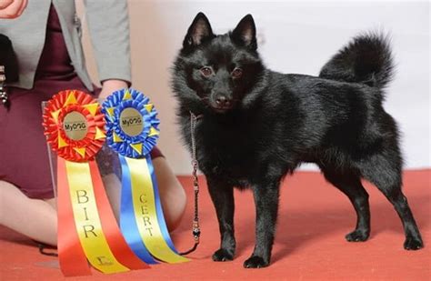 Schipperke - Description, Energy Level, Health, Interesting Facts