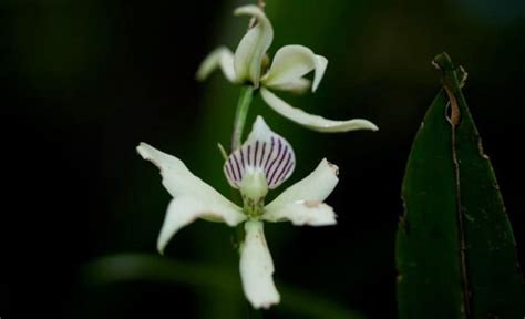 Orchids of the Amazon Rainforest - Shiripuno Amazon Lodge