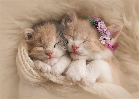 HD wallpaper: cute kittens hd desktop background | Wallpaper Flare