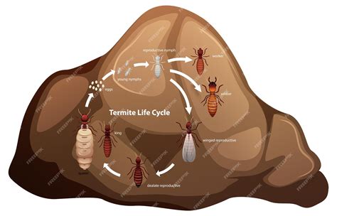 Premium Vector | Termite Life Cycle Study for Science Students