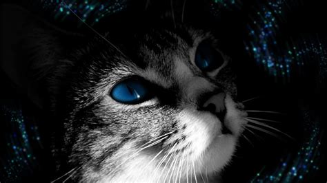 Blue eyed cat - High Definition Wallpapers - HD wallpapers